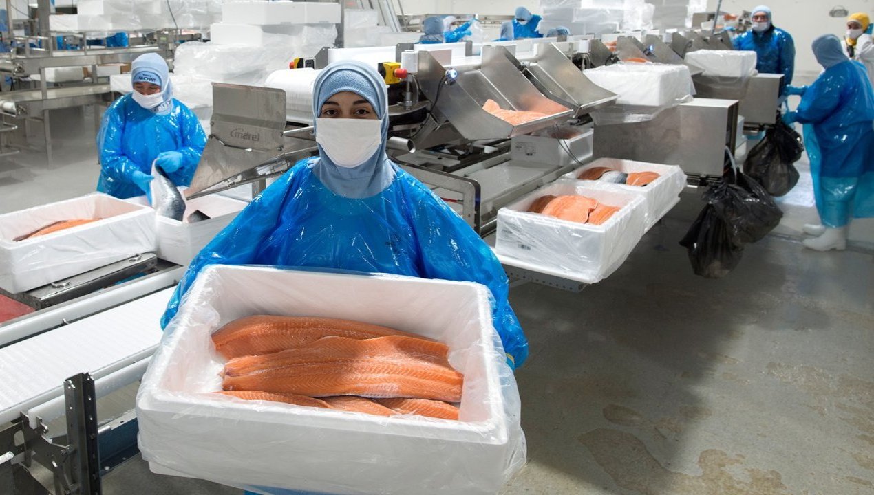 /exportaciones-de-salmon-chileno-caen-durante-primer-trimestre-de-2025-pese