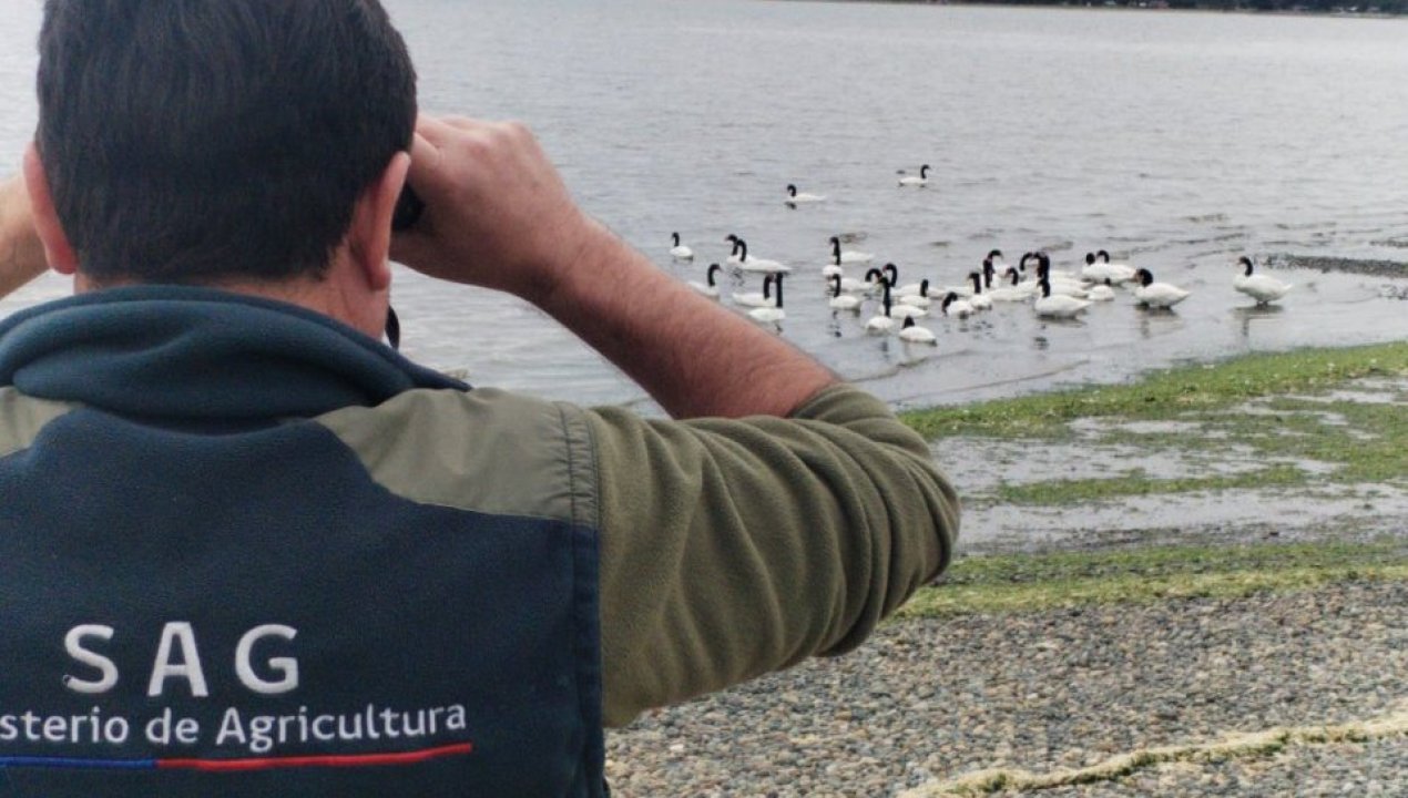 /alerta-en-chiloe-confirman-primeros-casos-de-gripe-aviar-h5n1-en-ancud-y