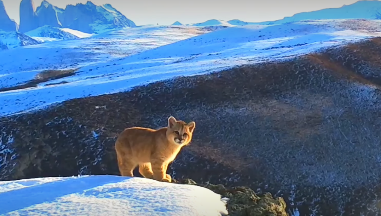 /video-camara-trampa-capta-a-tiernos-cachorros-de-puma-en-la-patagonia